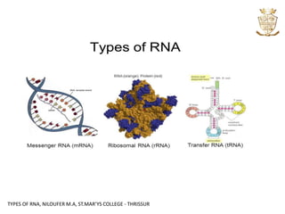 Types of RNA | PPTX