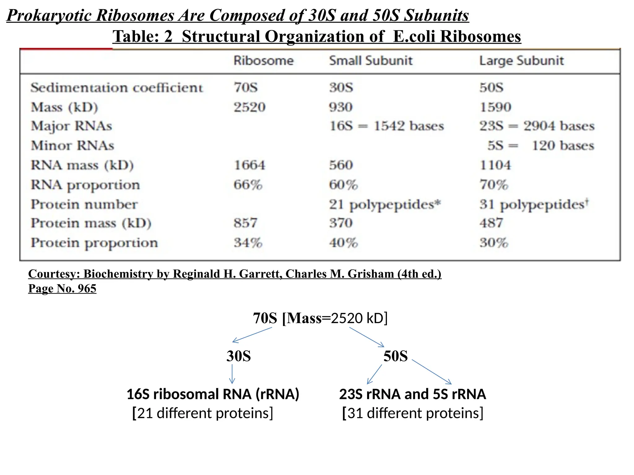 Prokaryotic Ribosomes Are Composed of 30S and 50S Subunits
Table: 2 Structural Organization of E.coli Ribosomes
70S [Mass=2520 kD]
30S 50S
16S ribosomal RNA (rRNA) 23S rRNA and 5S rRNA
[21 different proteins] [31 different proteins]
Courtesy: Biochemistry by Reginald H. Garrett, Charles M. Grisham (4th ed.)
Page No. 965
 