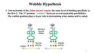 Types of RNA and Translation (Protein synthesis) | PDF