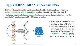 Types of RNA and Translation (Protein synthesis) | PDF