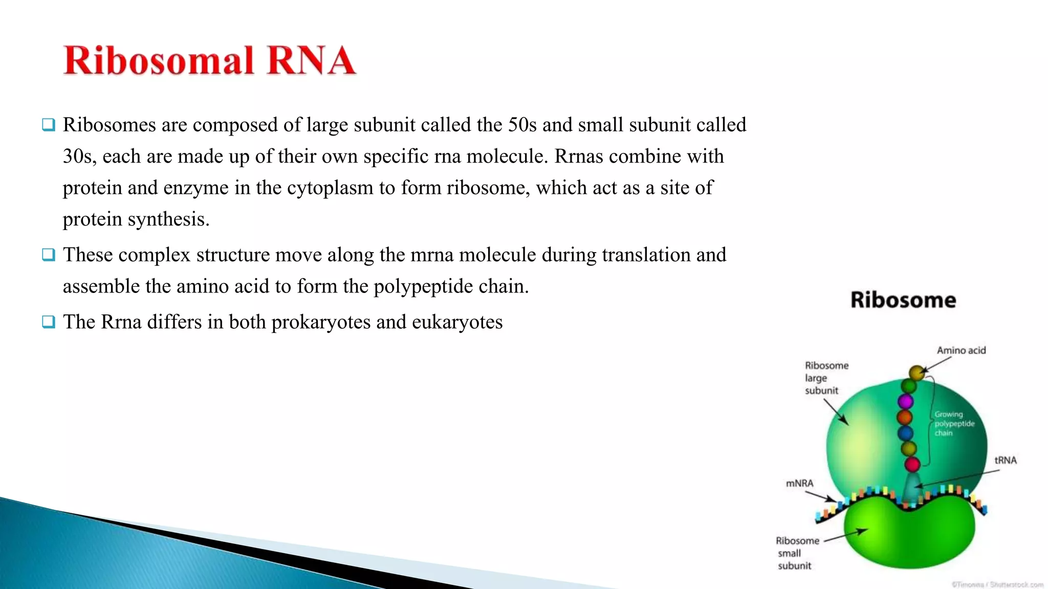  Ribosomes are composed of large subunit called the 50s and small subunit called
30s, each are made up of their own specific rna molecule. Rrnas combine with
protein and enzyme in the cytoplasm to form ribosome, which act as a site of
protein synthesis.
These complex structure move along the mrna molecule during translation and
assemble the amino acid to form the polypeptide chain.
The Rrna differs in both prokaryotes and eukaryotes
