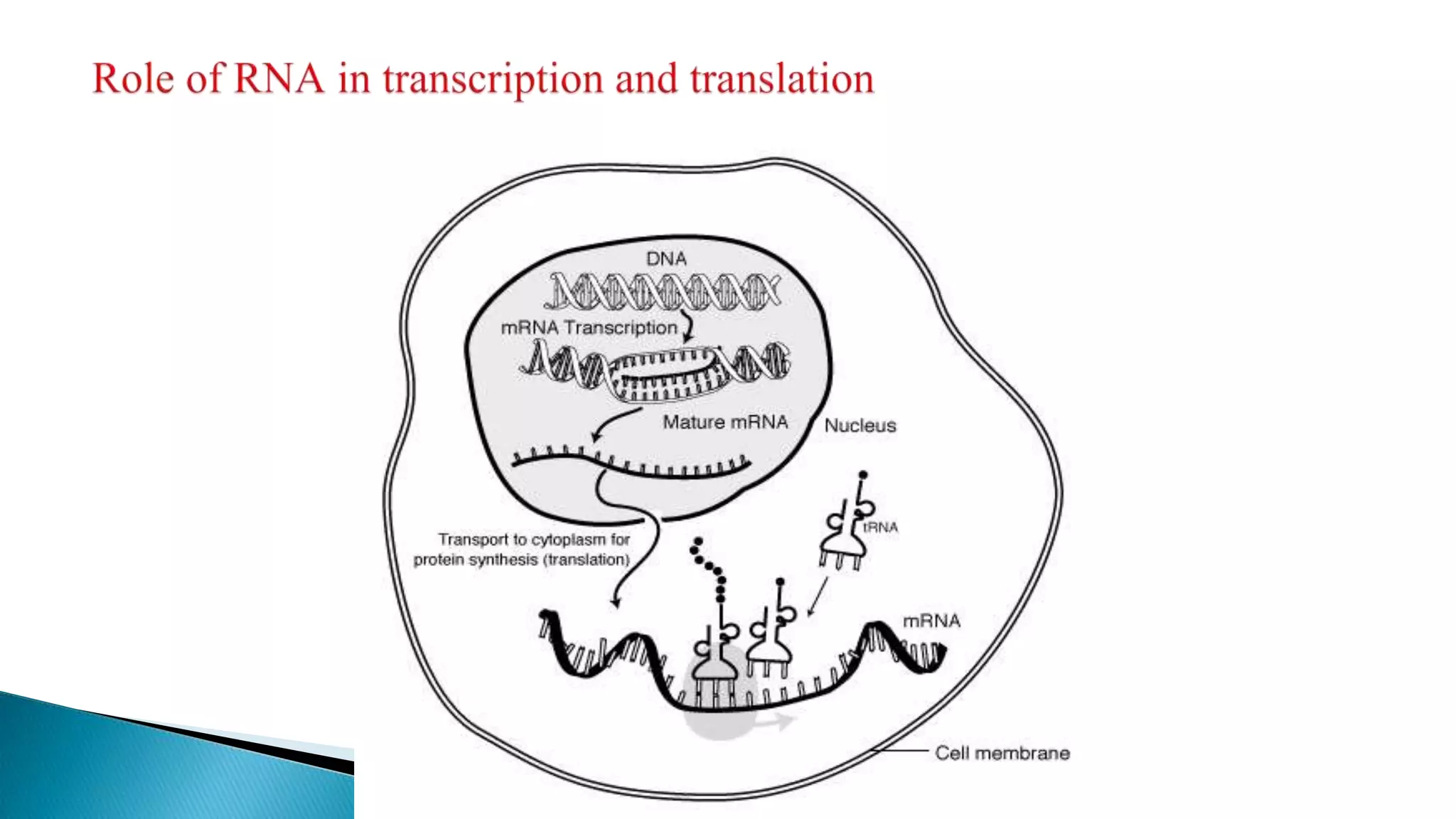 Types of RNA