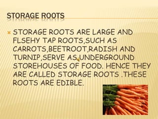Types of roots | PPTX