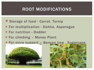Types of roots | PPTX
