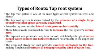 Tap Root Tree Rch Comprehensive Morphological Study of Specialized Tree Roots and Their ...