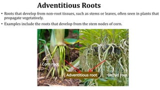 Comprehensive Morphological Study of Specialized Tree Roots and Their ...