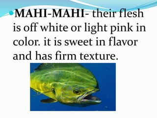 MAHI-MAHI- their flesh
is off white or light pink in
color. it is sweet in flavor
and has firm texture.
 