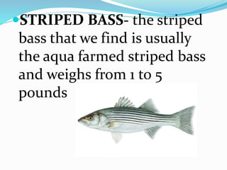 STRIPED BASS- the striped
bass that we find is usually
the aqua farmed striped bass
and weighs from 1 to 5
pounds
 
