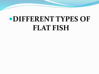 DIFFERENT TYPES OF
FLAT FISH
 