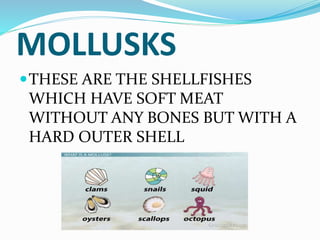 MOLLUSKS
THESE ARE THE SHELLFISHES
WHICH HAVE SOFT MEAT
WITHOUT ANY BONES BUT WITH A
HARD OUTER SHELL
 