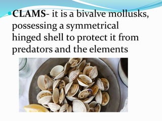 CLAMS- it is a bivalve mollusks,
possessing a symmetrical
hinged shell to protect it from
predators and the elements
 