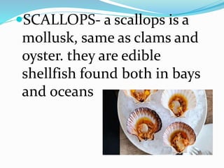 SCALLOPS- a scallops is a
mollusk, same as clams and
oyster. they are edible
shellfish found both in bays
and oceans
 