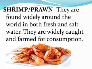 SHRIMP/PRAWN- They are
found widely around the
world in both fresh and salt
water. They are widely caught
and farmed for consumption.
 
