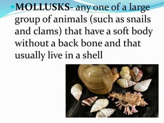 MOLLUSKS- any one of a large
group of animals (such as snails
and clams) that have a soft body
without a back bone and that
usually live in a shell
 