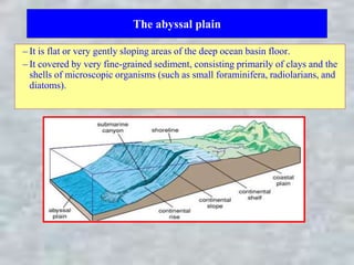 The abyssal plain
– It is flat or very gently sloping areas of the deep ocean basin floor.
– It covered by very fine-grained sediment, consisting primarily of clays and the
shells of microscopic organisms (such as small foraminifera, radiolarians, and
diatoms).
 