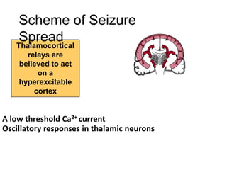 Thalamocortical
relays are
believed to act
on a
hyperexcitable
cortex
A low threshold Ca2+ current
Oscillatory responses in thalamic neurons
Scheme of Seizure
Spread
 