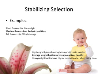 Stabilizing SelectionExamples:Short flowers die: No sunlightMedium flowers live: Perfect conditionsTall Flowers die: Wind damageLightweight babies have higher mortality rate: weakerAverage weight babies survive more often: healthyHeavyweight babies have higher mortality rate: when being born 