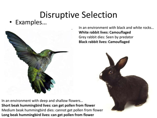 Types of selection