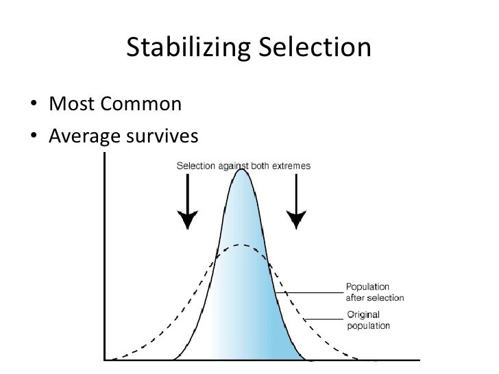 Common Example Of Natural Selection Common Example Of Natural Selection