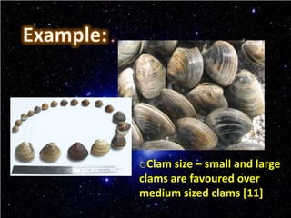 oClam size – small and large
clams are favoured over
medium sized clams [11]
 