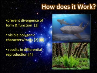 •prevent divergence of
form & function [2]

• visible polygenic
characters/traits [2] [4]

• results in differential
reproduction [4]
 