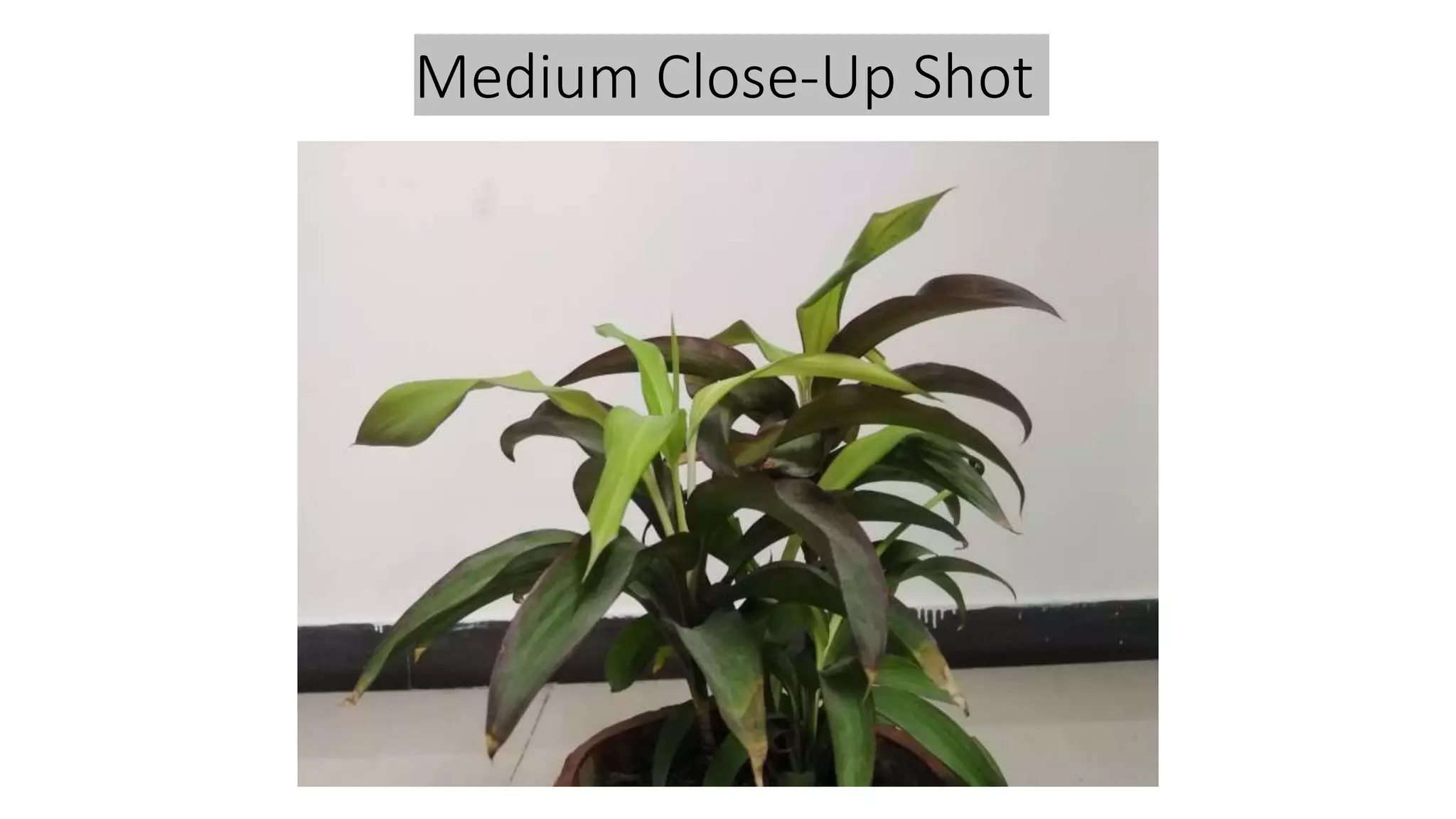 Medium Close-Up Shot