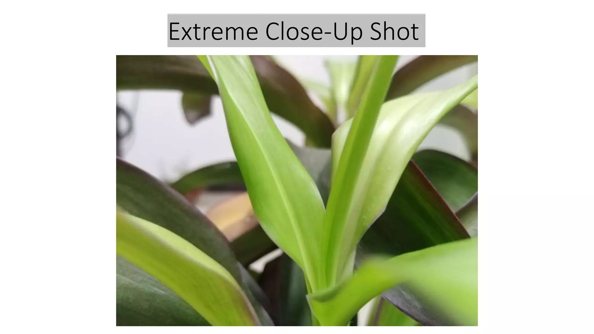 Extreme Close-Up Shot