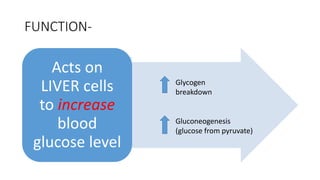 FUNCTION-
Acts on
LIVER cells
to increase
blood
glucose level
Glycogen
breakdown
Gluconeogenesis
(glucose from pyruvate)
 