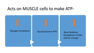 Glycogen breakdown Glycolysis(more ATP) Beta Oxidation
(breakdown of fatty
acid for energy)
Acts on MUSCLE cells to make ATP-
 