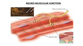 NEURO-MUSCULAR JUNCTION
 