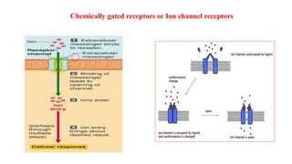 Chemically gated receptors or Ion channel receptors
 