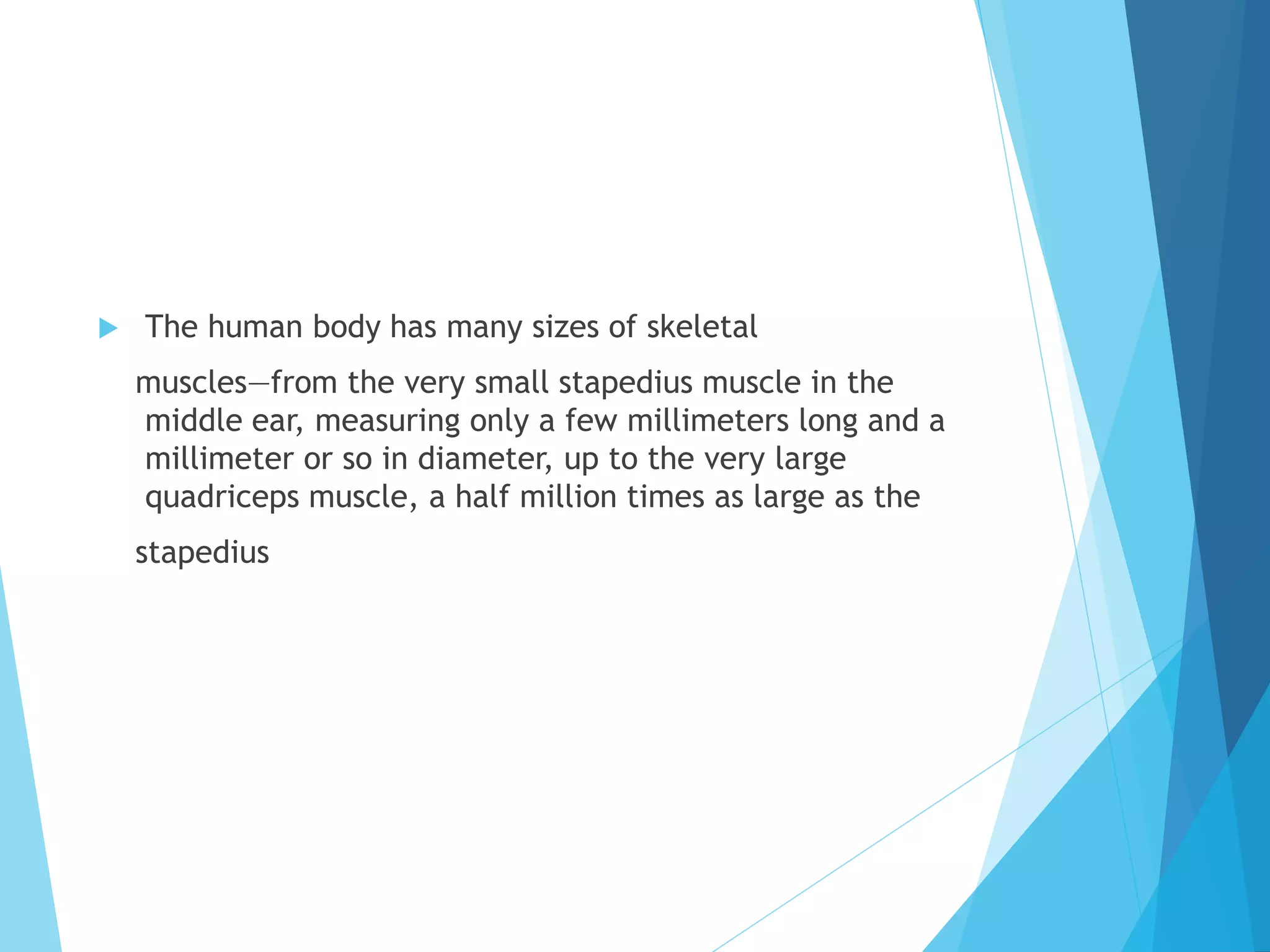 The Secret To Maximum Muscle Gains: Understanding Isometric & Isotonic - kqem1gi