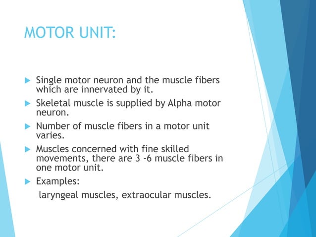 Types of skeletal muscle fibers, motor unit,isotonic and isometric ...