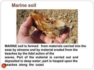 24
MARINE soil is formed from materials carried into the
seas by streams and by material eroded from the
beaches by the tidal action of the
waves. Part of the material is carried out and
deposited in deep water; part is heaped upon the
beaches along the coast
 