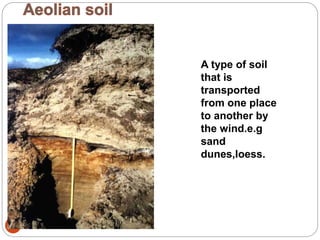 28
A type of soil
that is
transported
from one place
to another by
the wind.e.g
sand
dunes,loess.
 