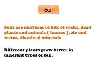 SoilSoil
Soils are mixtures of bits of rocks, dead
plants and animals ( humus ), air and
water, dissolved minerals
Different plants grow better in
different types of soil.
 