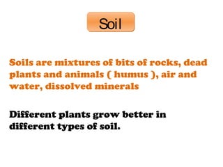 SoilSoil
Soils are mixtures of bits of rocks, dead
plants and animals ( humus ), air and
water, dissolved minerals
Different plants grow better in
different types of soil.
 