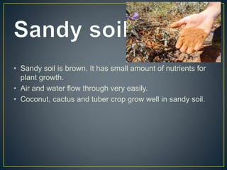 âą Sandy soil is brown. It has small amount of nutrients for
plant growth.
âą Air and water flow through very easily.
âą Coconut, cactus and tuber crop grow well in sandy soil.