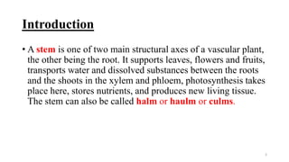 Types of stem by Sarah Ashfaq , Botanist | PPTX