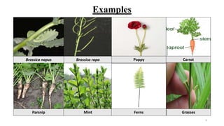 Types of stem by Sarah Ashfaq , Botanist | PPTX