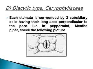 Types of stomata | PPTX