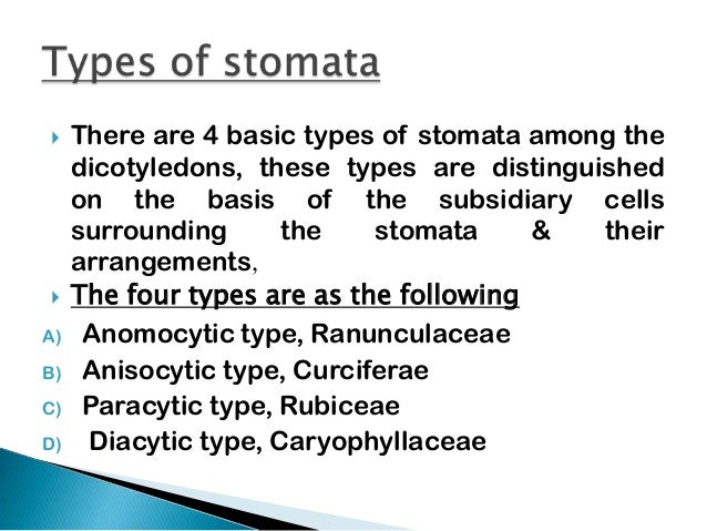 types of types of stomata types of types of stomata