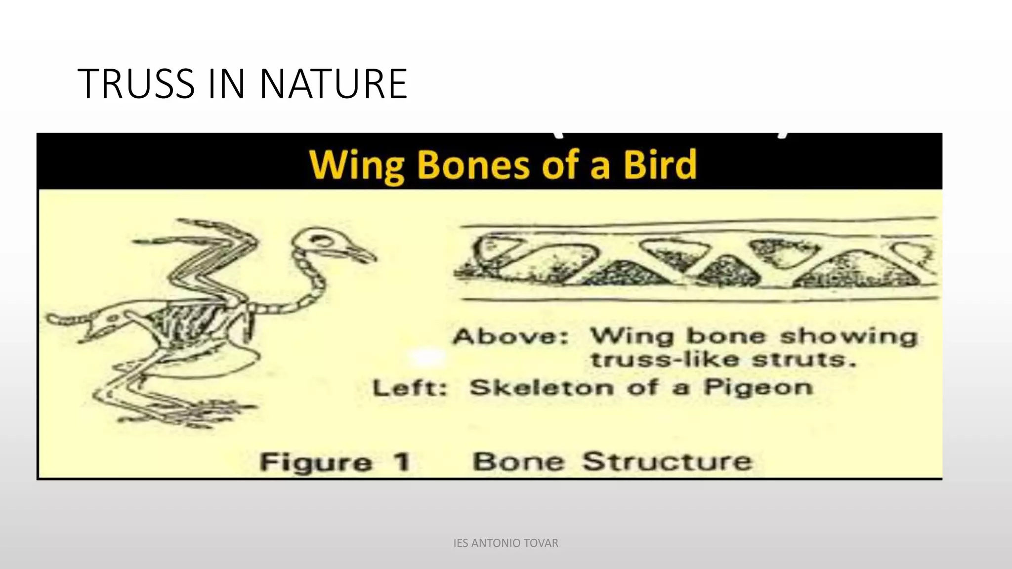 TRUSS IN NATURE
IES ANTONIO TOVAR
 