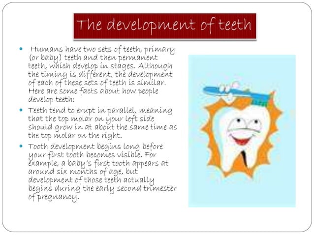 Types Of Teeth PPT