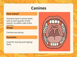 How Many Canines Types of Teeth - Discussing the different types of human teeth | PPT