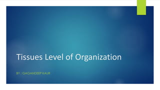 Tissues Level of Organization
BY : GAGANDEEP KAUR
 