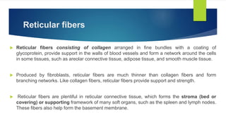 Fine Reticular Network Types of tissues: part 2 | PPTX
