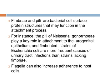  Fimbriae and pili are bacterial cell surface
protein structures that may function in the
attachment process.
 For instance, the pili of Neisseria gonorrhoeae
play a key role in attachment to the urogenital
epithelium, and ﬁmbriated strains of
Escherichia coli are more frequent causes of
urinary tract infections than strains lacking
ﬁmbriae.
 Flagella can also increase adherence to host
cells.
 