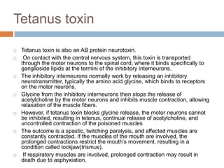 Tetanus toxin
 Tetanus toxin is also an AB protein neurotoxin.
 On contact with the central nervous system, this toxin is transported
through the motor neurons to the spinal cord, where it binds speciﬁcally to
ganglioside lipids at the termini of the inhibitory interneurons.
 The inhibitory interneurons normally work by releasing an inhibitory
neurotransmitter, typically the amino acid glycine, which binds to receptors
on the motor neurons.
 Glycine from the inhibitory interneurons then stops the release of
acetylcholine by the motor neurons and inhibits muscle contraction, allowing
relaxation of the muscle ﬁbers.
 However, if tetanus toxin blocks glycine release, the motor neurons cannot
be inhibited, resulting in tetanus, continual release of acetylcholine, and
uncontrolled contraction of the poisoned muscles
 The outcome is a spastic, twitching paralysis, and affected muscles are
constantly contracted. If the muscles of the mouth are involved, the
prolonged contractions restrict the mouth’s movement, resulting in a
condition called lockjaw(trismus).
 If respiratory muscles are involved, prolonged contraction may result in
death due to asphyxiation.
 