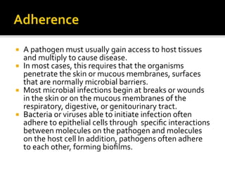  A pathogen must usually gain access to host tissues
and multiply to cause disease.
 In most cases, this requires that the organisms
penetrate the skin or mucous membranes, surfaces
that are normally microbial barriers.
 Most microbial infections begin at breaks or wounds
in the skin or on the mucous membranes of the
respiratory, digestive, or genitourinary tract.
 Bacteria or viruses able to initiate infection often
adhere to epithelial cells through speciﬁc interactions
between molecules on the pathogen and molecules
on the host cell In addition, pathogens often adhere
to each other, forming bioﬁlms.
 